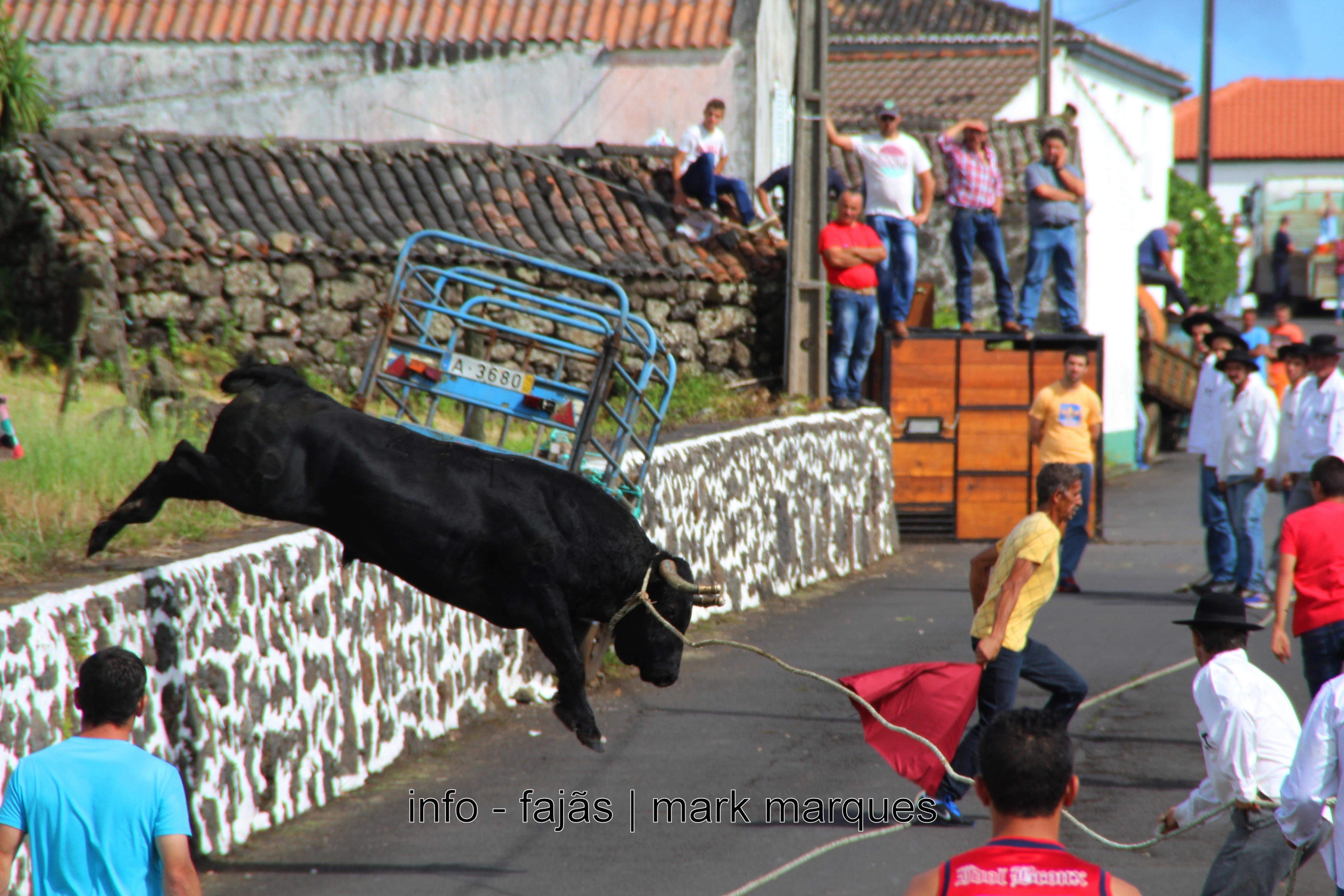 TOURADA À CORDA – BEIRA – VELAS (Ilha de São Jorge) (reportagem fotográfica)