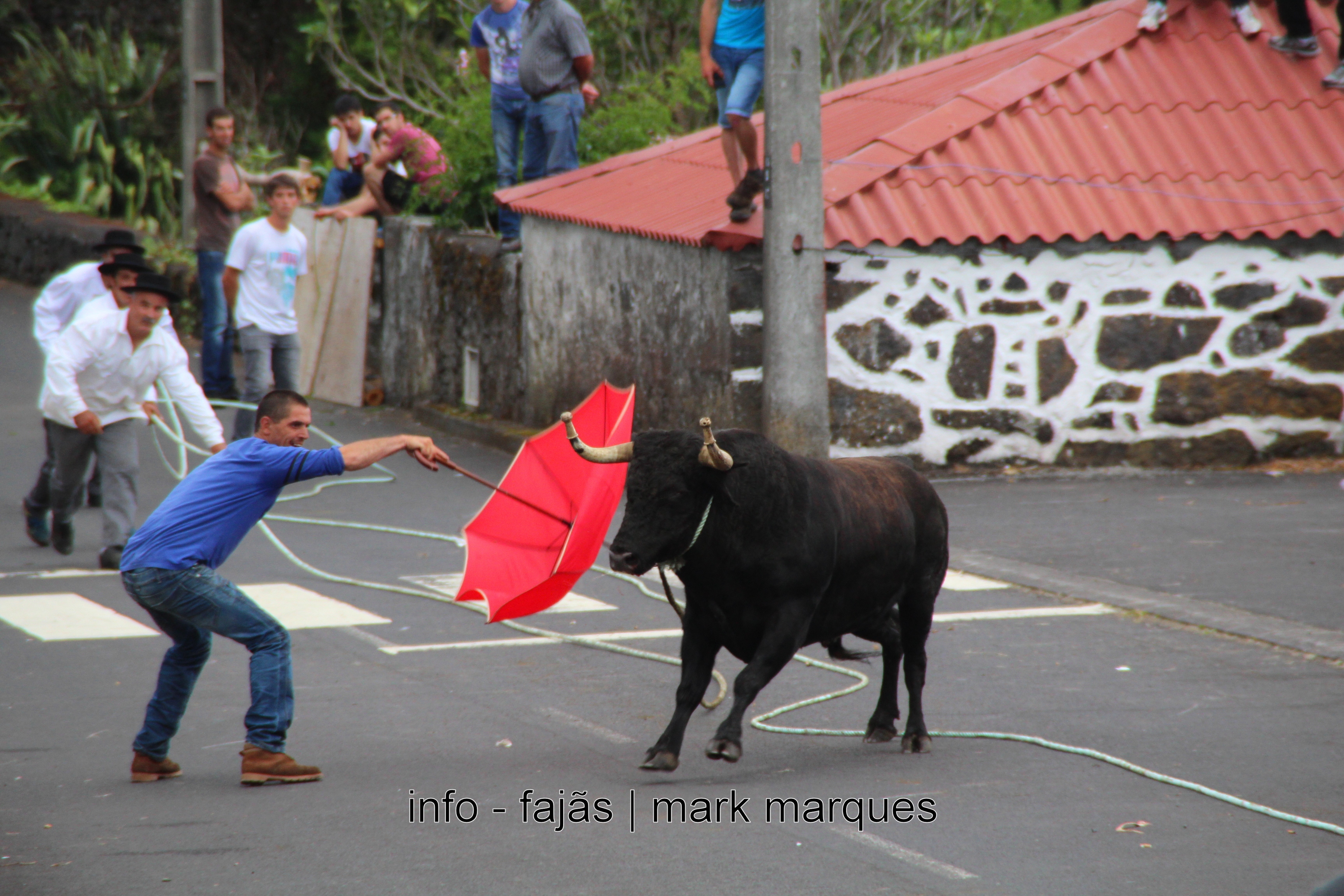 TOURADA À CORDA NOS TERREIROS (MANADAS) – ILHA DE S. JORGE. (reportagem fotográfica)