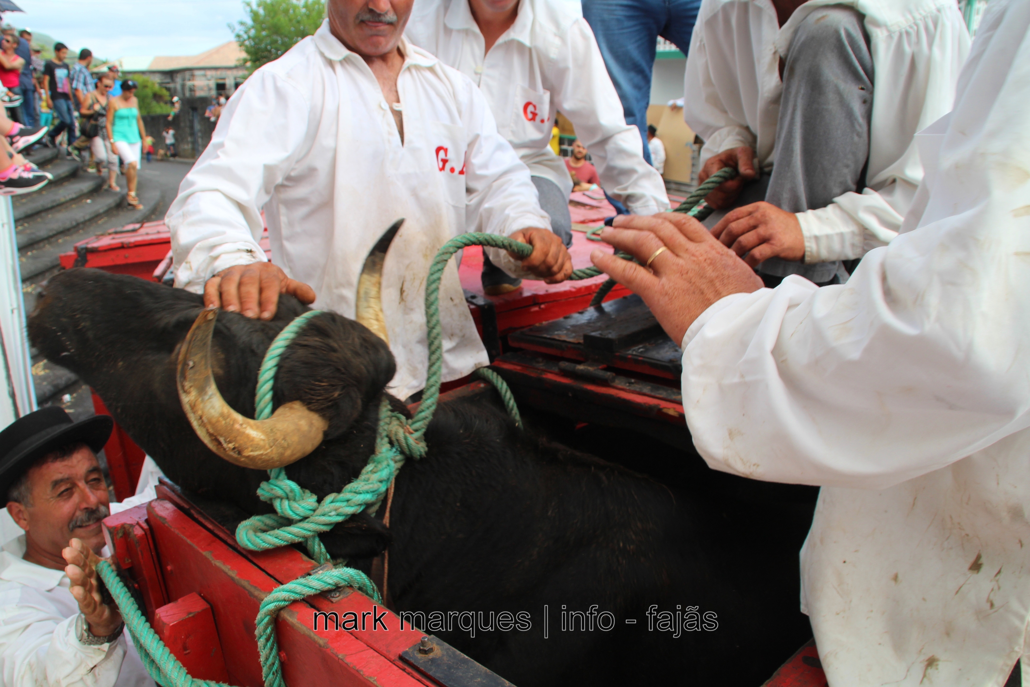 TOURADA À CORDA – URZELINA – ILHA DE SÃO JORGE (reportagem fotográfica)