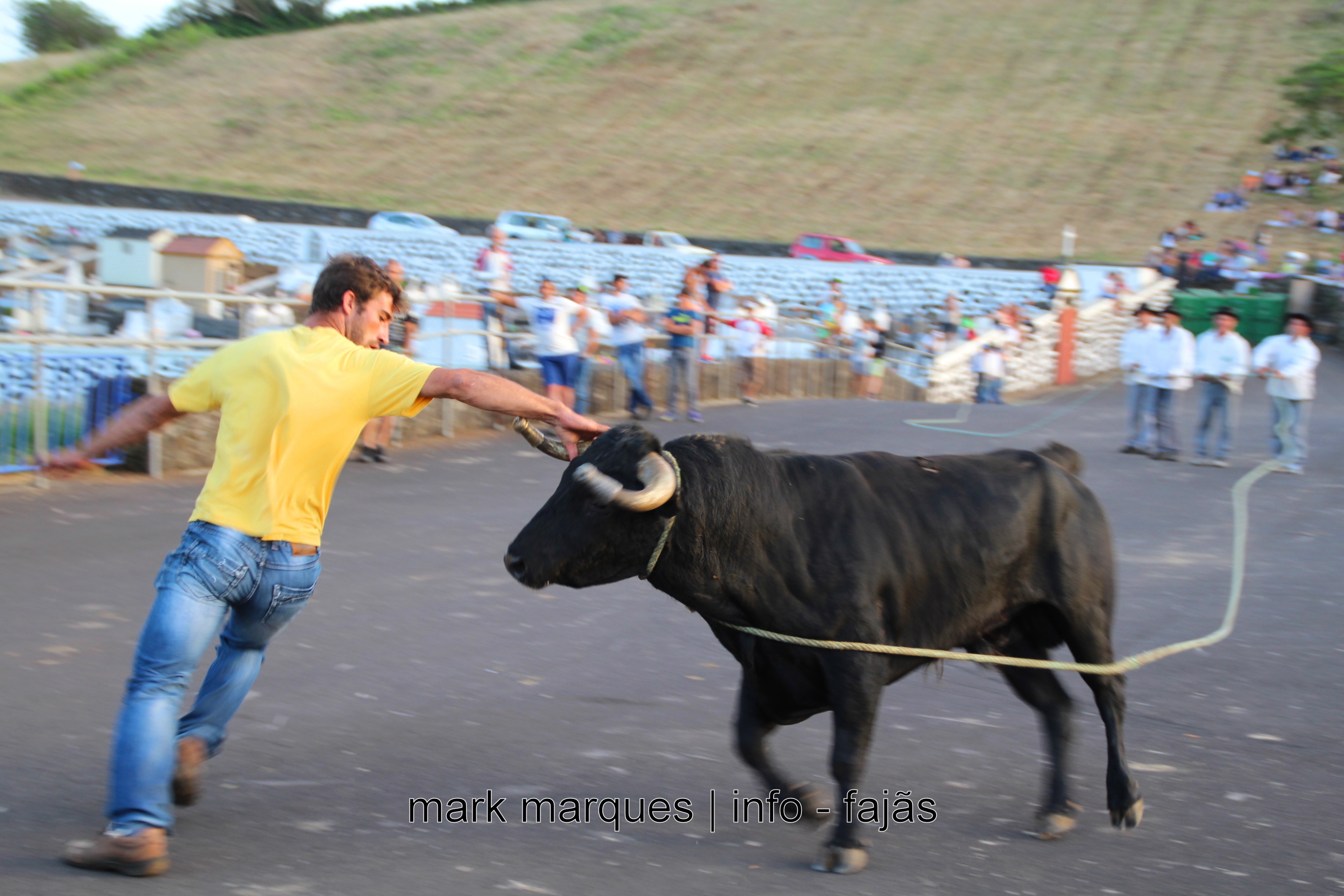 TOURADA À CORDA – ROSAIS – ILHA DE SÃO JORGE (AÇORES. (reportagem fotográfica)