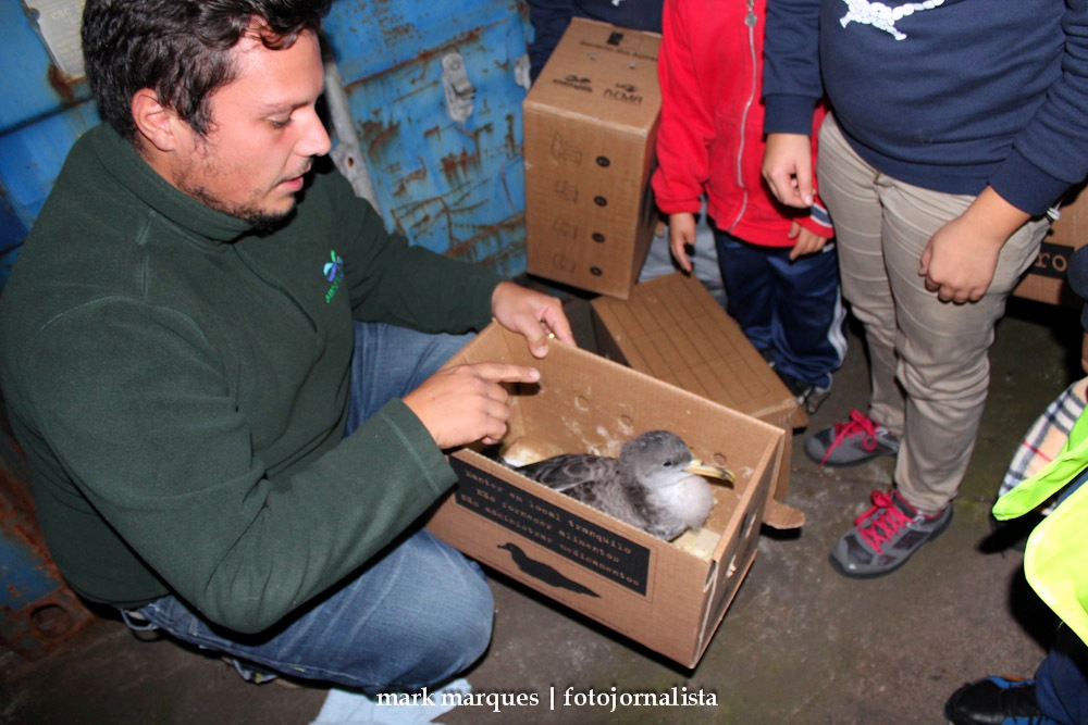 Campanha SOS Cagarro 2016 decorre nos Açores até 15 novembro
