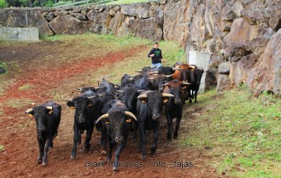 FERRA NA GANADARIA ÁLVARO AMARANTE – ILHA DE SÃO JORGE. (reportagem fotográfica)