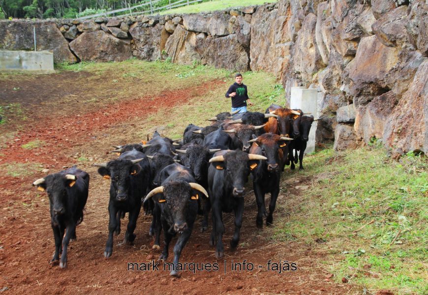 FERRA NA GANADARIA ÁLVARO AMARANTE – ILHA DE SÃO JORGE. (reportagem fotográfica)