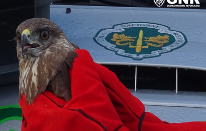 GNR faz recuperação de duas aves de rapina (milhafres) – Ilha de São Miguel