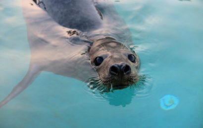 Foca resgatada na Ilha de São Jorge é hoje devolvida ao seu habitat natural