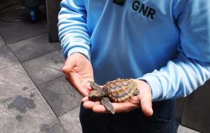 GNR faz recuperação de tartaruga em perigo de extinção – Ilha do Faial