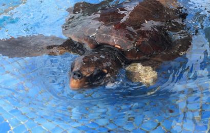 Tartaruga devolvida ao meio natural – Ilha de Santa Maria