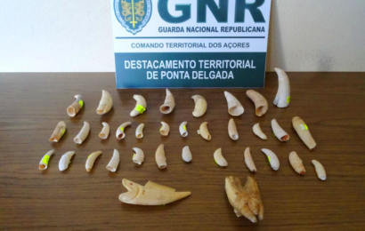 GNR apreende 34 dentes de mamíferos (cetáceos) – Ponta Delgada – Ilha de São Miguel