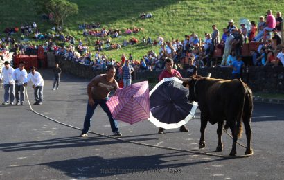 TOURADA À CORDA (II) FESTA DE ROSAIS 2017 – Ilha de São Jorge (c/ reportagem fotográfica)