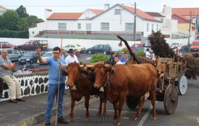 BODO DE LEITE – NORTE PEQUENO – Ilha de São Jorge (c/ reportagem fotográfica)
