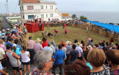 VACADA NA FAJÃ GRANDE – CALHETA – Ilha de São Jorge (c/ vídeo)