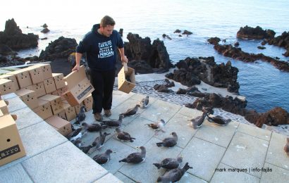 Campanha SOS Cagarro 2017 decorre nos Açores até 15 de novembro