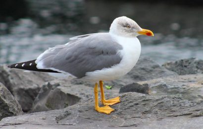 “Lucky” UMA GAIVOTA DE ESTIMAÇÃO – Porto das Velas – Ilha de São Jorge