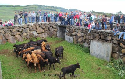 FERRA NA GANADARIA ÁLVARO AMARANTE – Ilha de São Jorge (c/ reportagem fotográfica)