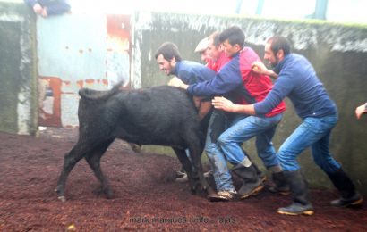 JOVENS AFICIONADOS PARTICIPAM NA FERRA – ILHA DE SÃO JORGE (c/ vídeo)