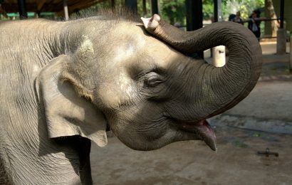 Proibição de utilização de animais nos circos vai ser debatida no parlamento nacional