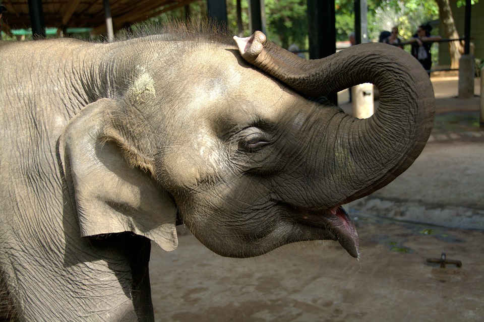 elephant-683705_960_720
