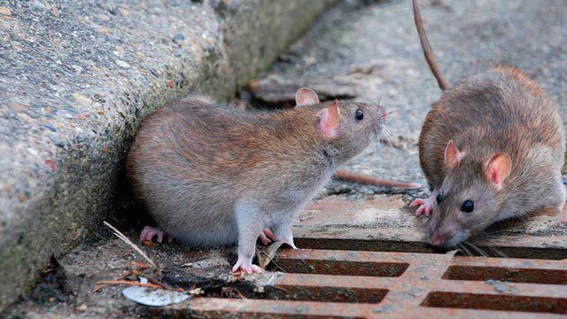 ratas-holanda-w800-h600-medium