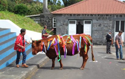 Festa e Cortejo do Gado – Norte Pequeno – Ilha de São Jorge (c/ vídeo)