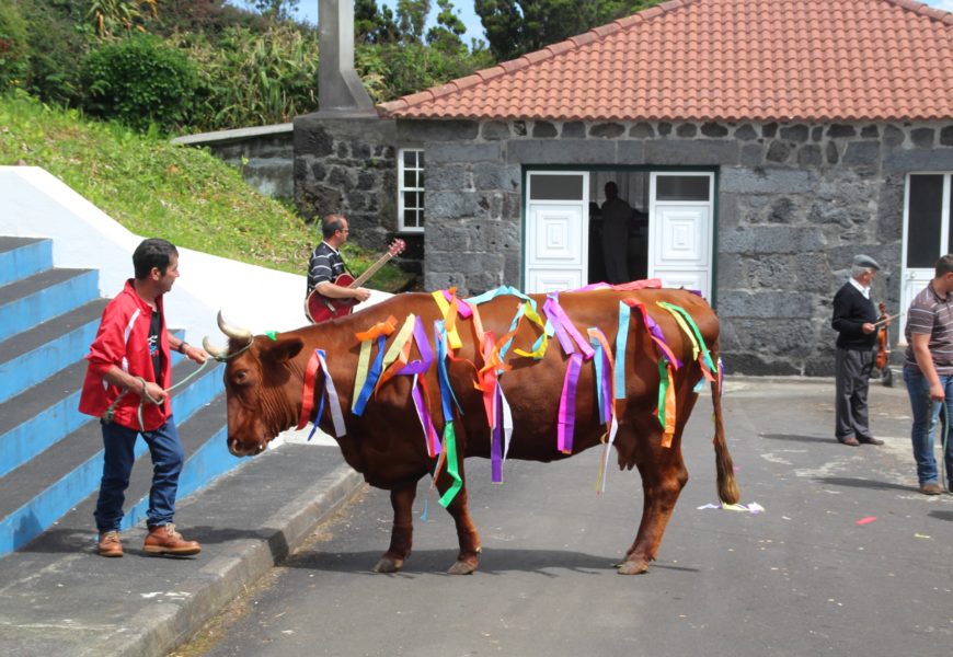 Festa e Cortejo do Gado – Norte Pequeno – Ilha de São Jorge (c/ vídeo) Festa e Cortejo do Gado – Norte Pequeno – Ilha de São Jorge (c/ vídeo)