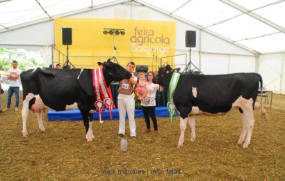FEIRA AGRÍCOLA SÃO JORGE 2018 – (Concurso de Bovinos – Holstein /Frísia) – Ilha de São Jorge (c/ reportagem fotográfica)
