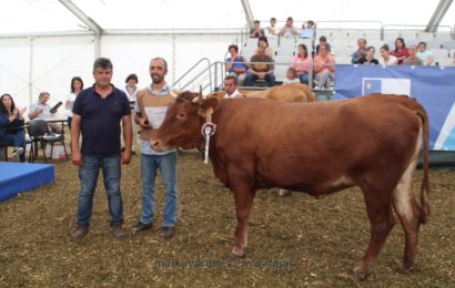 FEIRA AGRÍCOLA SÃO JORGE 2018 – (Concurso de Bovinos – Ramo Grande) – Ilha de São Jorge (c/ reportagem fotográfica)