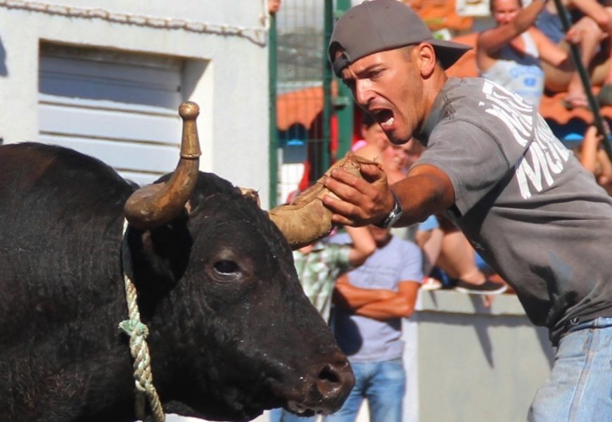 TOURADA À CORDA EM SANTO AMARO – Ilha de São Jorge (c/ reportagem fotográfica)