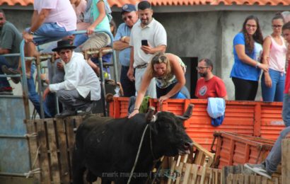 1ª TOURADA À CORDA – FESTAS DE SANTA ANA – Beira / Velas – Ilha de São Jorge (c/ reportagem fotográfica)