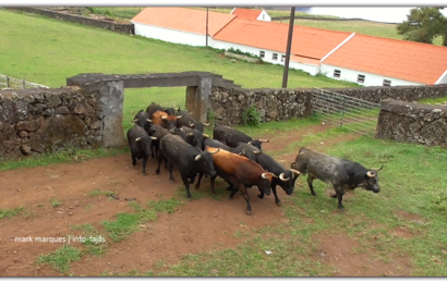 GANADARIA ÁLVARO AMARANTE – APARTAR DOS TOUROS – Ilha de São Jorge (c/ vídeo)