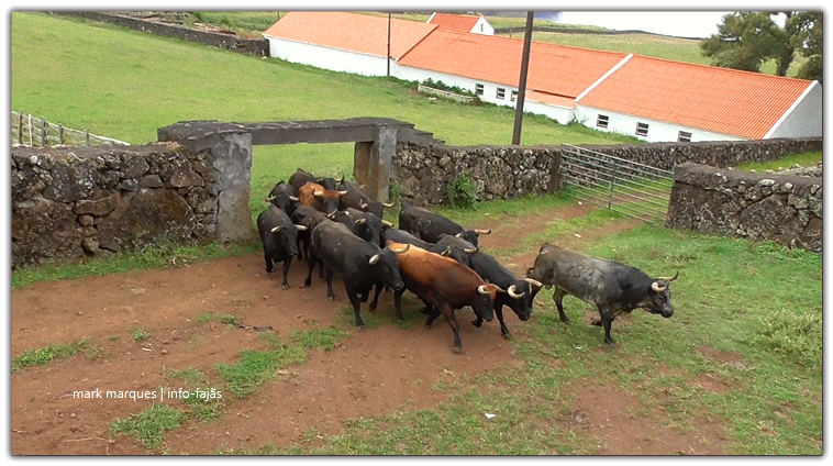 Apanha dos Touros_InPixio