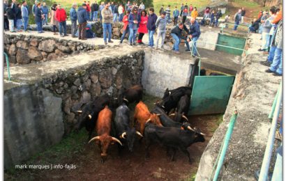 JOVENS AFICIONADOS NA FERRA DA GANADARIA ÁLVARO AMARANTE – Figueiras – Rosais – Ilha de São Jorge (c/ vídeo)
