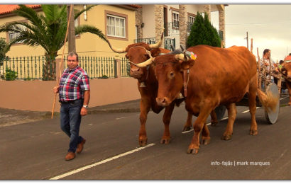 Jorgenses ORGULHOSOS de preservar a Raça Bovina do Ramo Grande – Ilha de São Jorge (c/ vídeo)