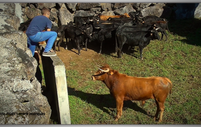 JOVENS AFICIONADOS NA FERRA DA GANADARIA ÁLVARO AMARANTE – Figueiras – Rosais – Ilha de São Jorge (c/ vídeo)