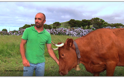 ANTÓNIO BRASIL – CRIADOR DE GADO BOVINO DA RAÇA RAMO GRANDE – Norte Pequeno – Ilha de São Jorge (c/ vídeo)