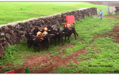 ESCOLHA DE TOUROS – Ganadaria Álvaro Amarante – Ilha de São Jorge  (c/ vídeo)