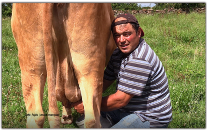 JOÃO PAULO BRASIL – CRIADOR DE GADO BOVINO DA RAÇA RAMO GRANDE – Santo Antão – Ilha de São Jorge (c/ vídeo)