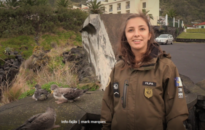 LARGADA DE CAGARROS – Ilha de São Jorge (c/ vídeo)