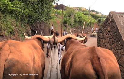 CORTEJO DE JUNTAS DE BOIS E VACAS – Cruzal – Santo Antão – Ilha de São Jorge (c/ vídeo)