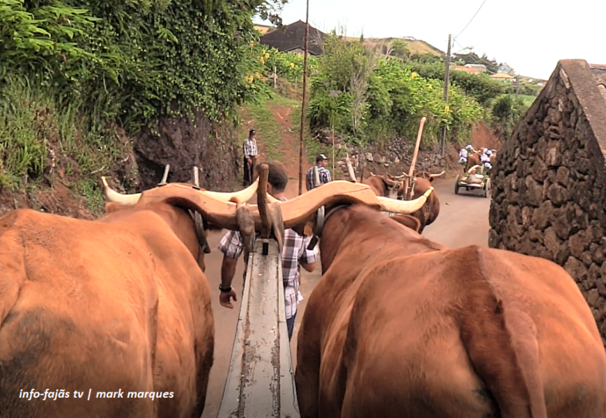 CORTEJO DE JUNTAS DE BOIS E VACAS – Cruzal – Santo Antão – Ilha de São Jorge (c/ vídeo)
