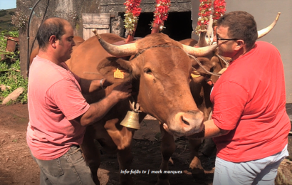 PREPARAÇÃO PARA O CORTEJO DE JUNTAS DE BOIS E VACAS – Santo Antão – Ilha de São Jorge (c/ vídeo)