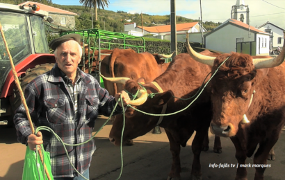 “FESTA DO GADO” e “ENTREVISTAS” – Rosais – Ilha de São Jorge (c/ vídeo)