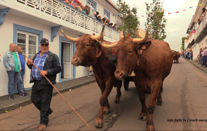 “Bodo de Leite” – Santo Antão – Ilha de São Jorge (c/ vídeo)