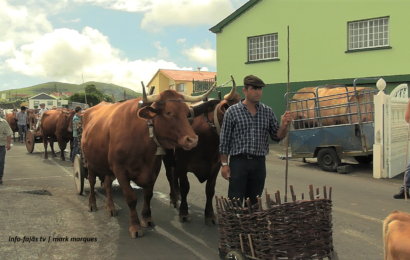 Cortejo do Bodo de Leite – Norte Pequeno – Ilha de São Jorge (c/ vídeo)