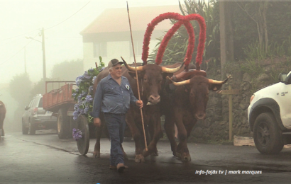 CORTEJO DE JUNTAS DE BOIS E VACAS – Cruzal – Santo Antão – Ilha de São Jorge (c/ vídeo)