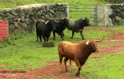 “Apartar de Touros para Tourada à Corda” – Ganadaria Álvaro Amarante – Ilha de São Jorge (c/ vídeo)
