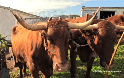 Preparação das Juntas de Bois da Raça Ramo Grande para desfile etnográfico – Rosais – Ilha de São Jorge (c/ vídeo)