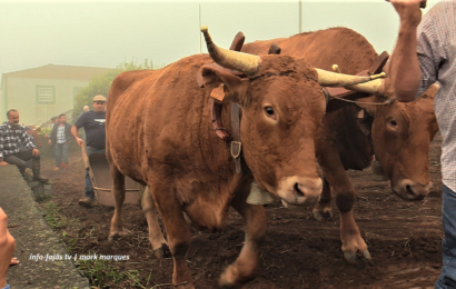 Escrepagem da Terra – Juntas de Bois da Raça Ramo Grande – Rosais – Ilha de São Jorge (c/ vídeo)