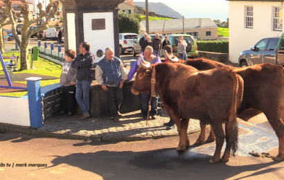 ROSAIS – “Procissão e Bênção dos Animais” – Festa de Santo Antão – Ilha de São Jorge (c/ vídeo)