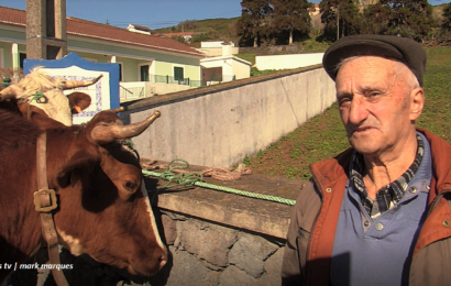 Gado Bovino em Rosais na Festa de Santo Antão / Entrevistas – Ilha de São Jorge  (c/ vídeo)