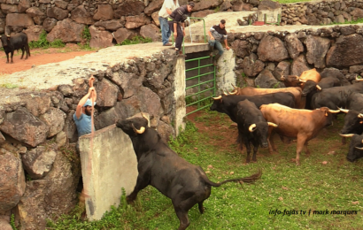 “Apartar de Touros” – Ganadaria AA – Álvaro Amarante – Ilha de São Jorge (c/ vídeo)
